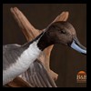 ducks-taxidermy-107
