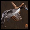ducks-taxidermy-108
