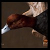 ducks-taxidermy-109