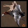 ducks-taxidermy-110