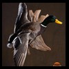 ducks-taxidermy-111