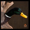 ducks-taxidermy-112