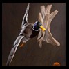 ducks-taxidermy-113