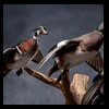 ducks-taxidermy-114