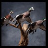 ducks-taxidermy-115