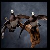 ducks-taxidermy-116