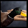 ducks-taxidermy-118