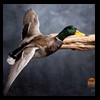 ducks-taxidermy-119