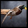 ducks-taxidermy-120