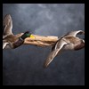 ducks-taxidermy-121