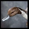 ducks-taxidermy-123
