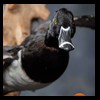 ducks-taxidermy-127