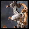 ducks-taxidermy-131
