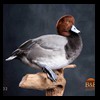 ducks-taxidermy-132
