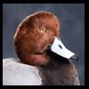 ducks-taxidermy-134