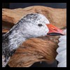 ducks-taxidermy-135