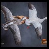 ducks-taxidermy-136