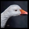 ducks-taxidermy-137