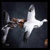 ducks-taxidermy-138