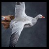 ducks-taxidermy-139