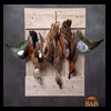 ducks-taxidermy-141