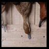 ducks-taxidermy-142