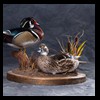 ducks-taxidermy-143