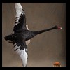 bbtaxidermy-birds-002