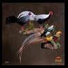 bbtaxidermy-birds-007