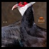 bbtaxidermy-birds-018