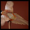pheasant-quail-taxidermy-001