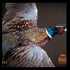 pheasant-quail-taxidermy-006