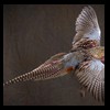 pheasant-quail-taxidermy-007