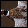 pheasant-quail-taxidermy-008