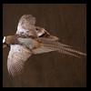 pheasant-quail-taxidermy-009