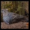 pheasant-quail-taxidermy-010