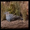 pheasant-quail-taxidermy-011