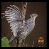 pheasant-quail-taxidermy-012
