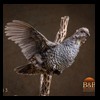 pheasant-quail-taxidermy-013