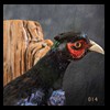 pheasant-quail-taxidermy-014