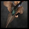 pheasant-quail-taxidermy-015