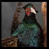 pheasant-quail-taxidermy-016