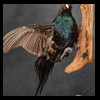pheasant-quail-taxidermy-017