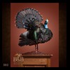 turkeys-taxidermy-002