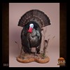 turkeys-taxidermy-003