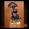 turkeys-taxidermy-008