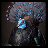 turkeys-taxidermy-012