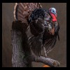 turkeys-taxidermy-015