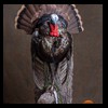 turkeys-taxidermy-016