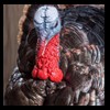 turkeys-taxidermy-019